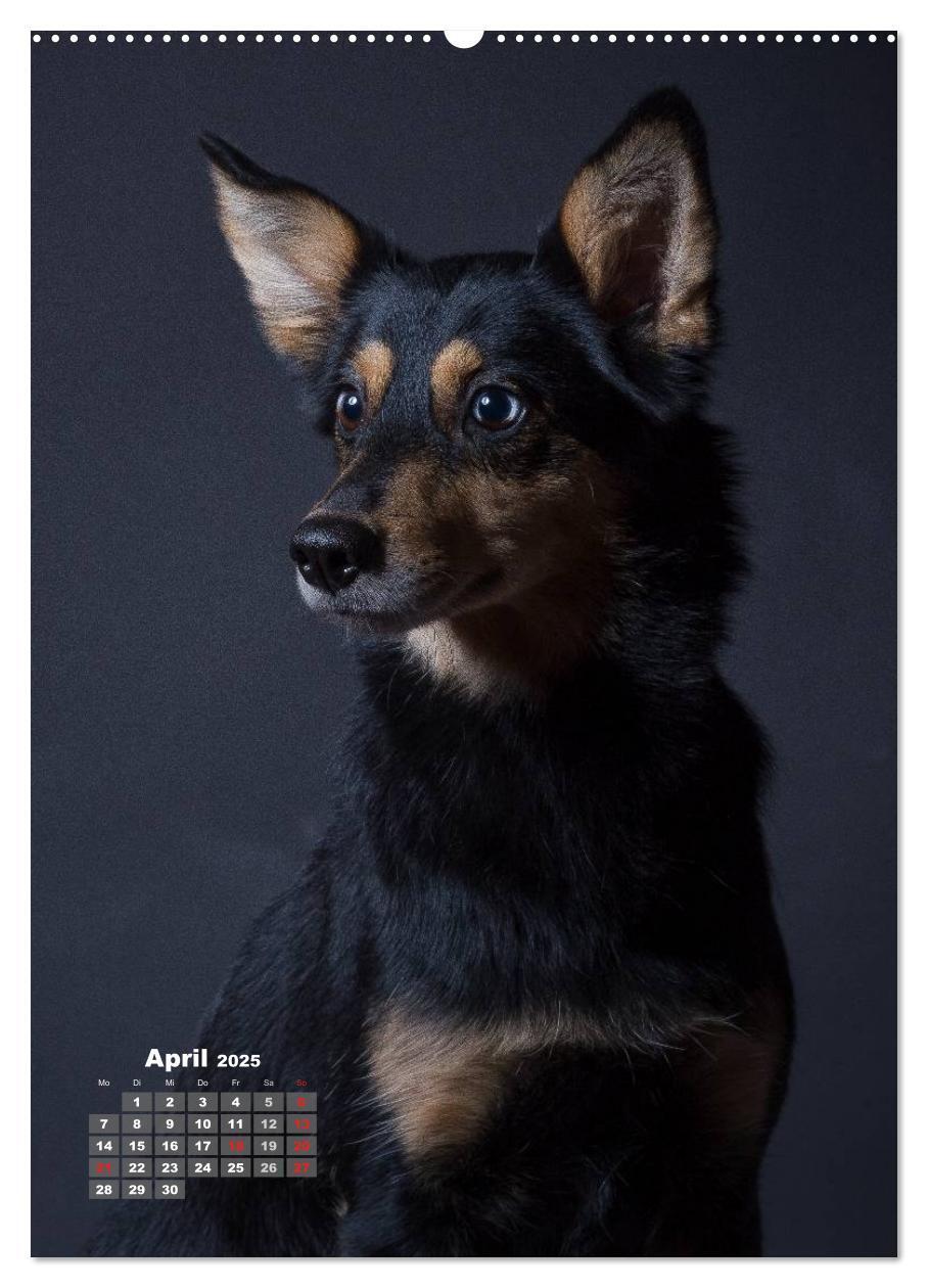 Bild: 9783457009321 | Treue Wegbegleiter, Hunde im Portrait. (Wandkalender 2025 DIN A2...