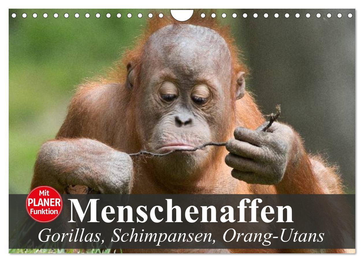 Cover: 9783675471412 | Menschenaffen. Gorillas, Schimpansen, Orang-Utans (Wandkalender...