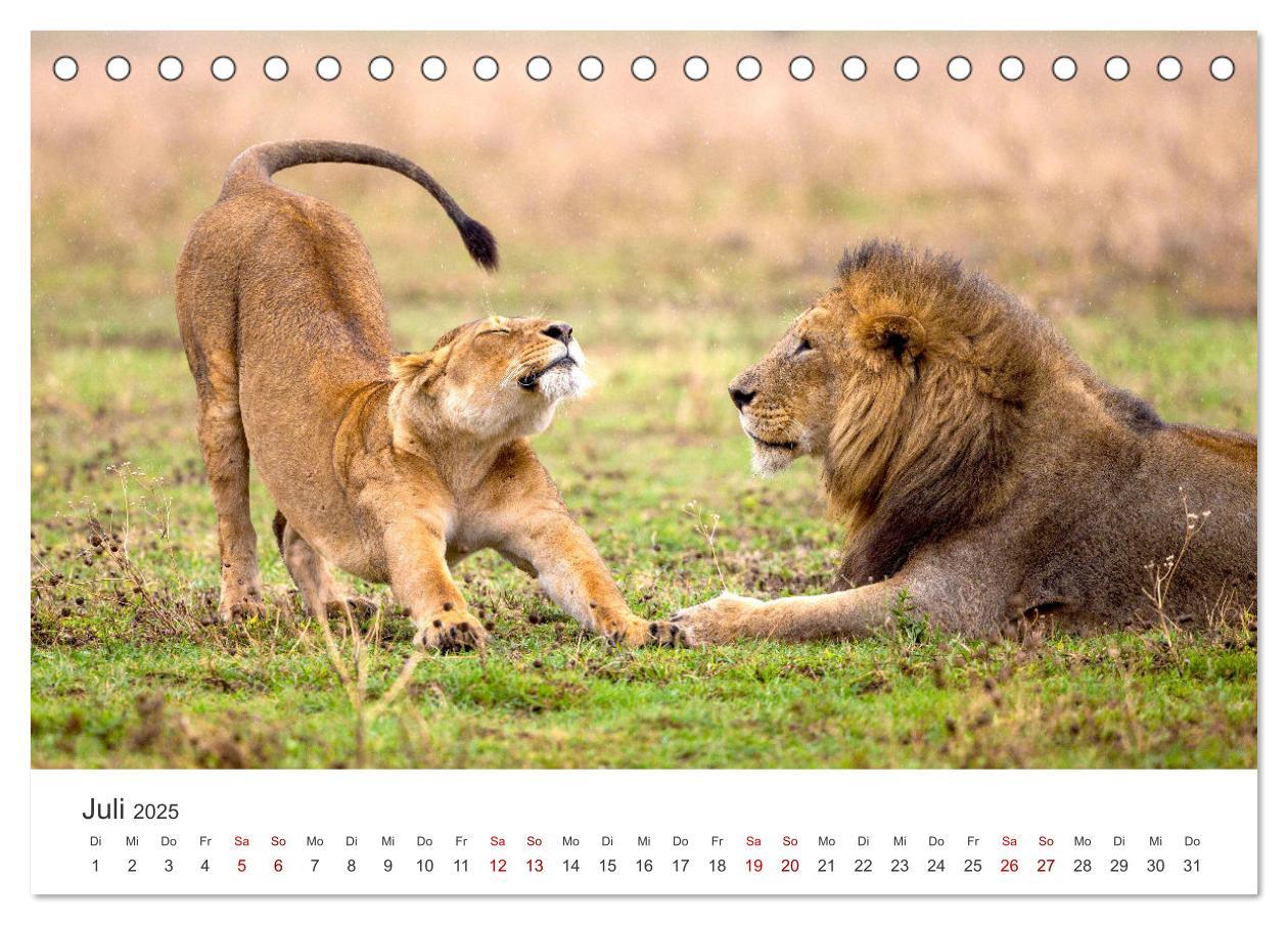 Bild: 9783383887376 | Tierisches Yoga - Eine Tierwelt voller Yogis. (Tischkalender 2025...