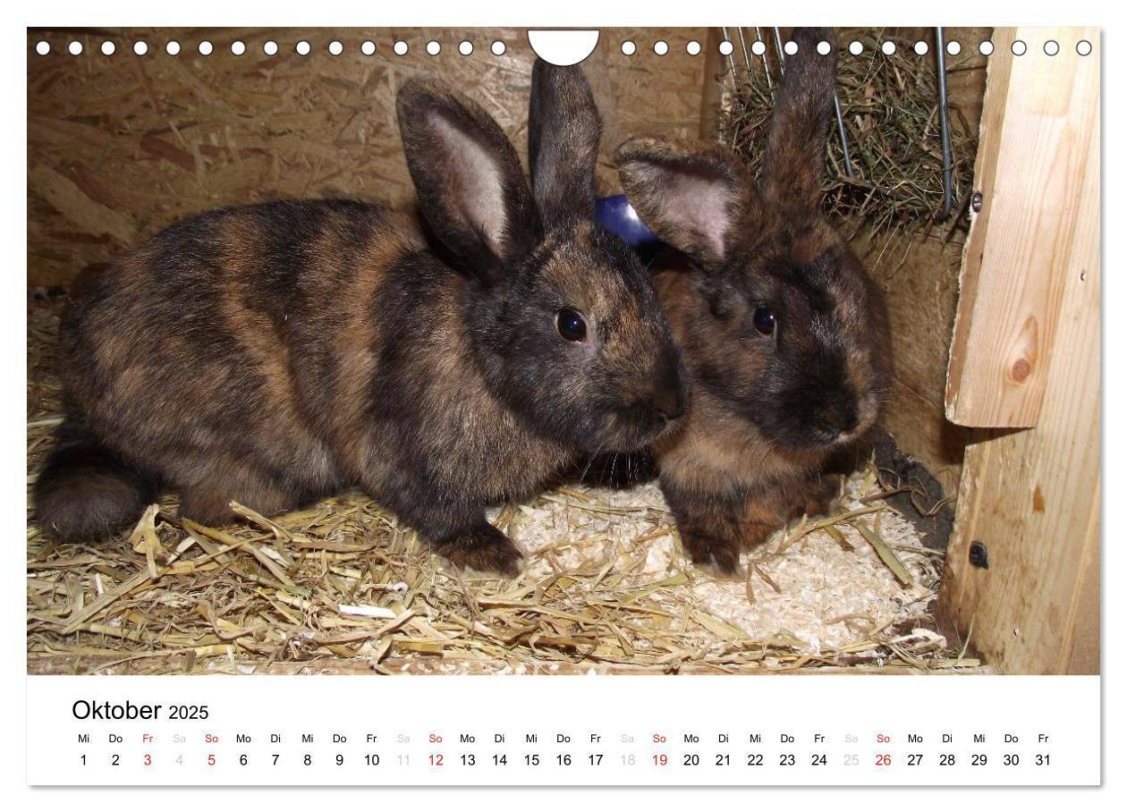 Bild: 9783435663682 | Bauernhoftiere (Wandkalender 2025 DIN A4 quer), CALVENDO...