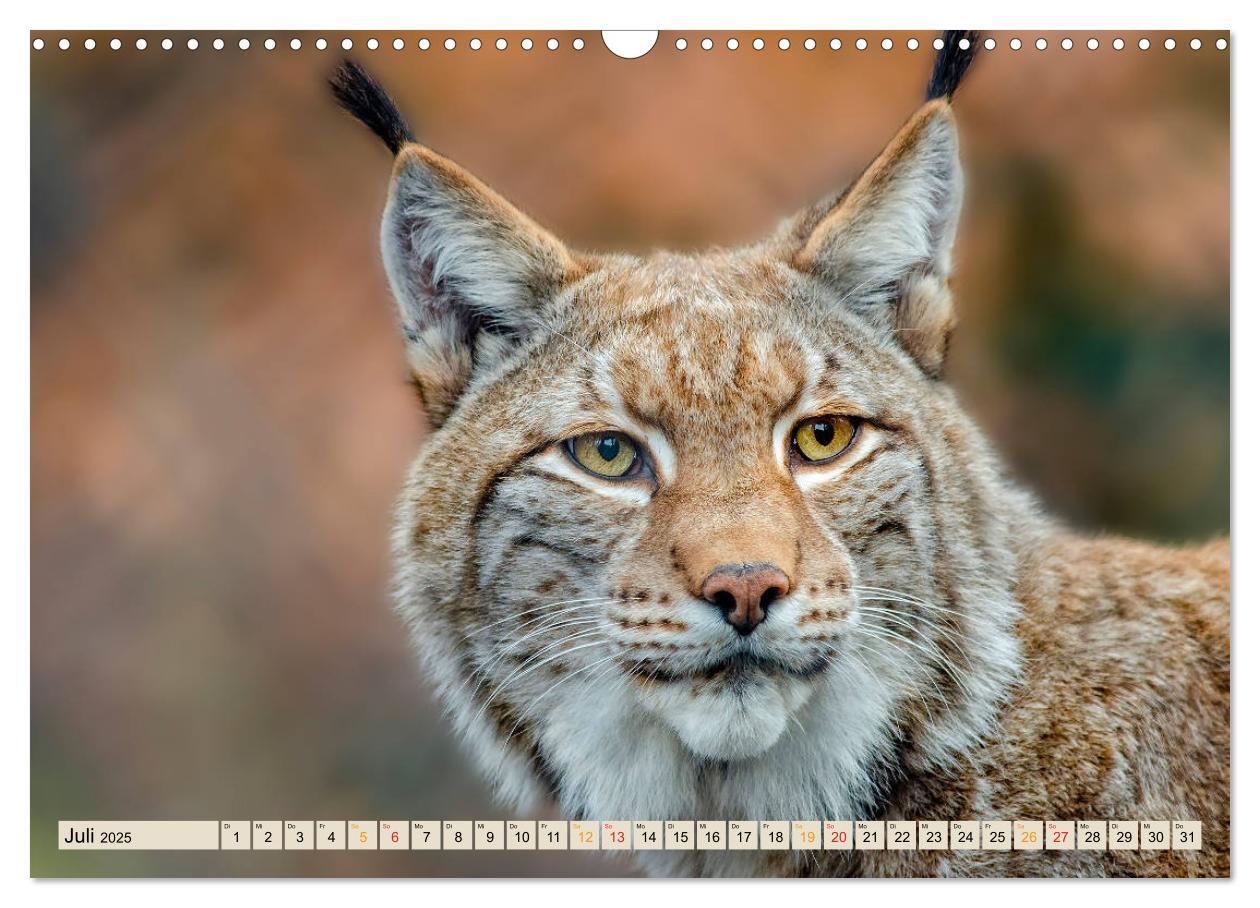 Bild: 9783435118397 | Raubkatze Luchs (Wandkalender 2025 DIN A3 quer), CALVENDO...