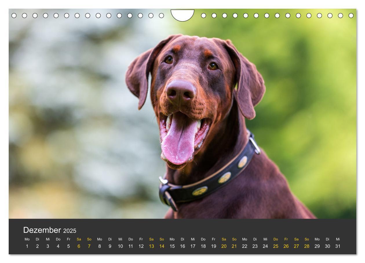 Bild: 9783435639366 | Dobermann 2025 (Wandkalender 2025 DIN A4 quer), CALVENDO...