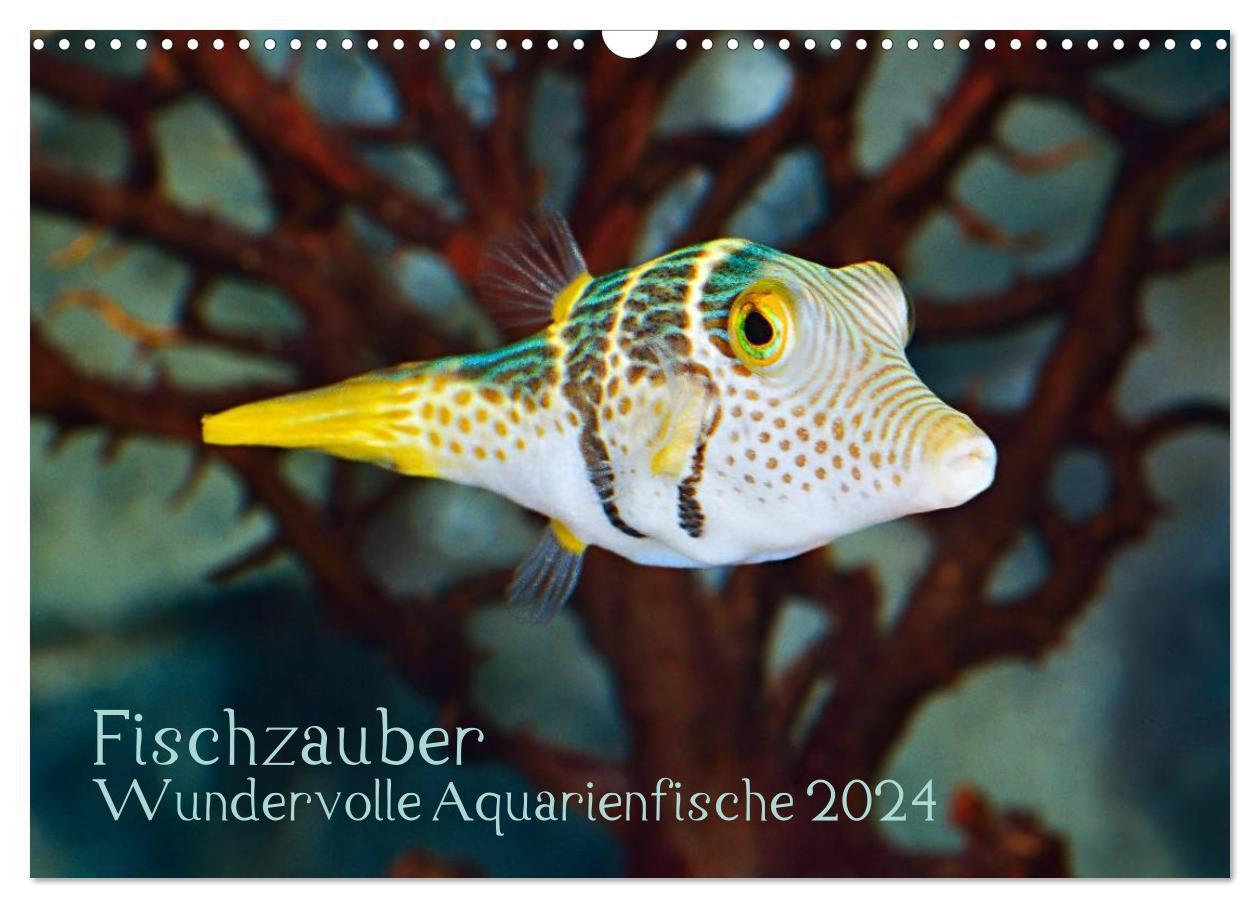 Cover: 9783383586187 | Fischzauber - Wundervolle Aquarienfische (Wandkalender 2024 DIN A3...