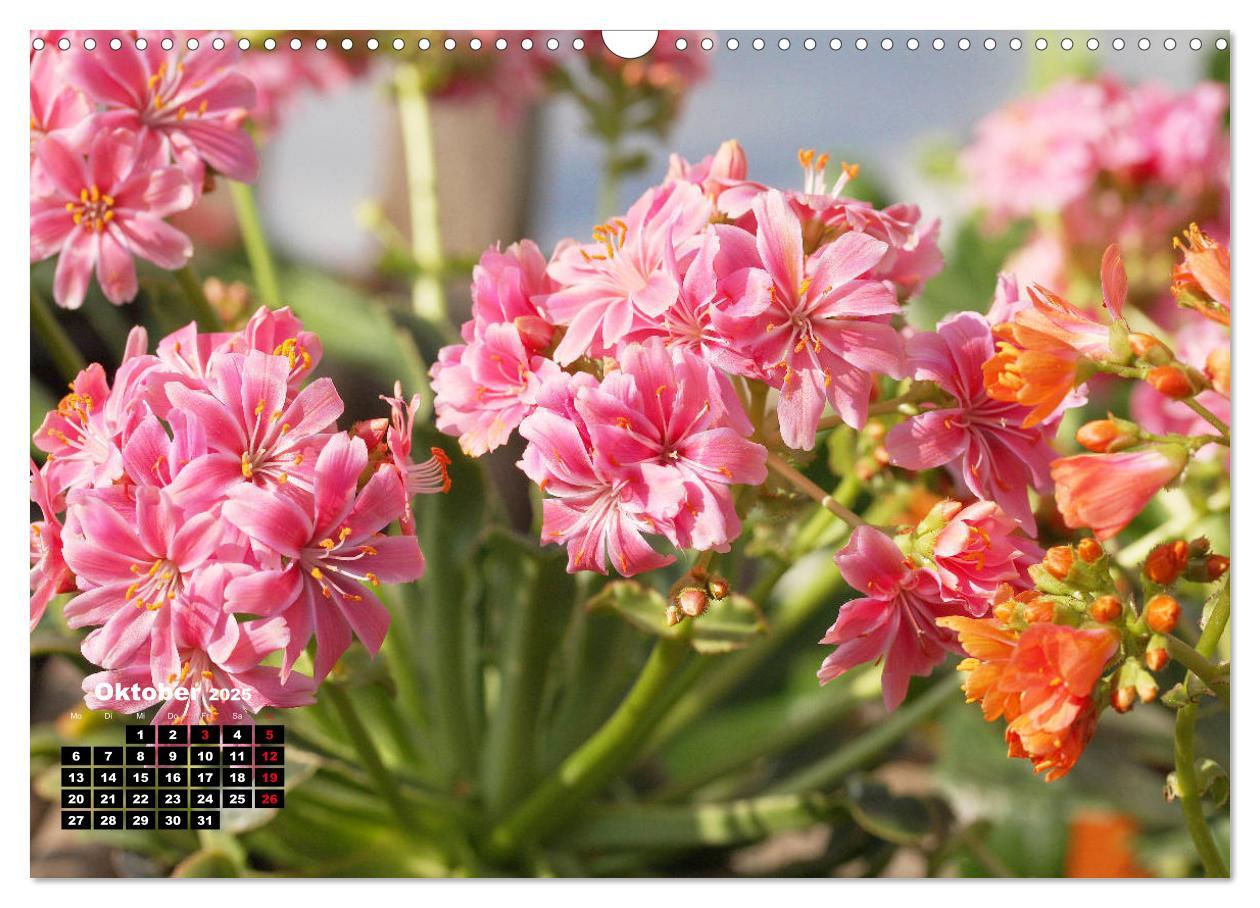 Bild: 9783435132775 | Lewisia, das Porzellanröschen (Wandkalender 2025 DIN A3 quer),...