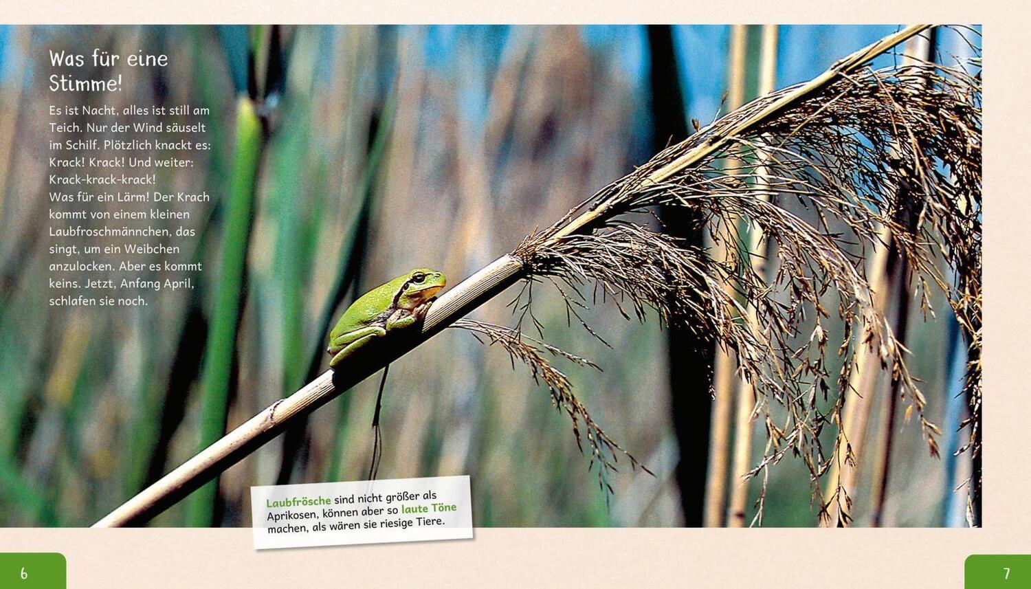 Bild: 9783480236244 | Meine große Tierbibliothek: Der Frosch | Paul Starosta | Buch | 32 S.