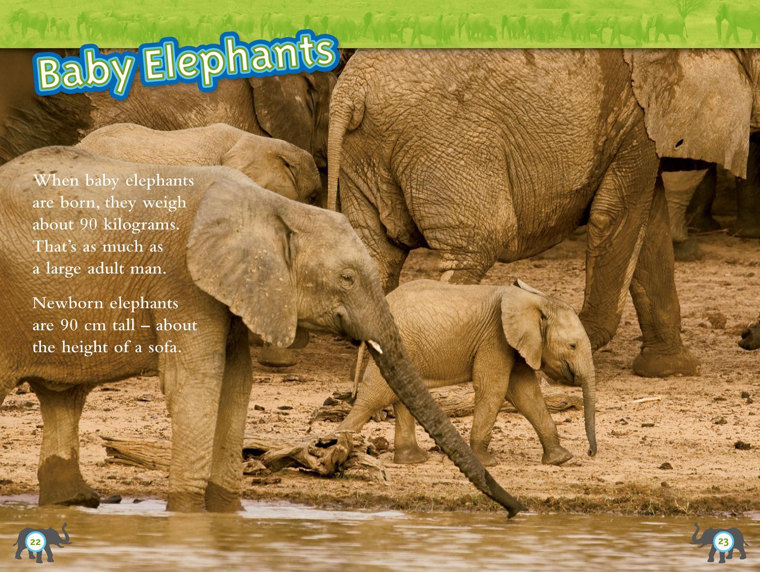 Bild: 9780008266813 | Elephants | Level 4 | Laura Marsh (u. a.) | Taschenbuch | Englisch