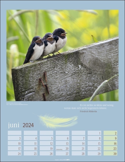 Bild: 9783840085628 | Heimische Vögel Kalender 2024. Wandkalender mit 12 Fotografien...