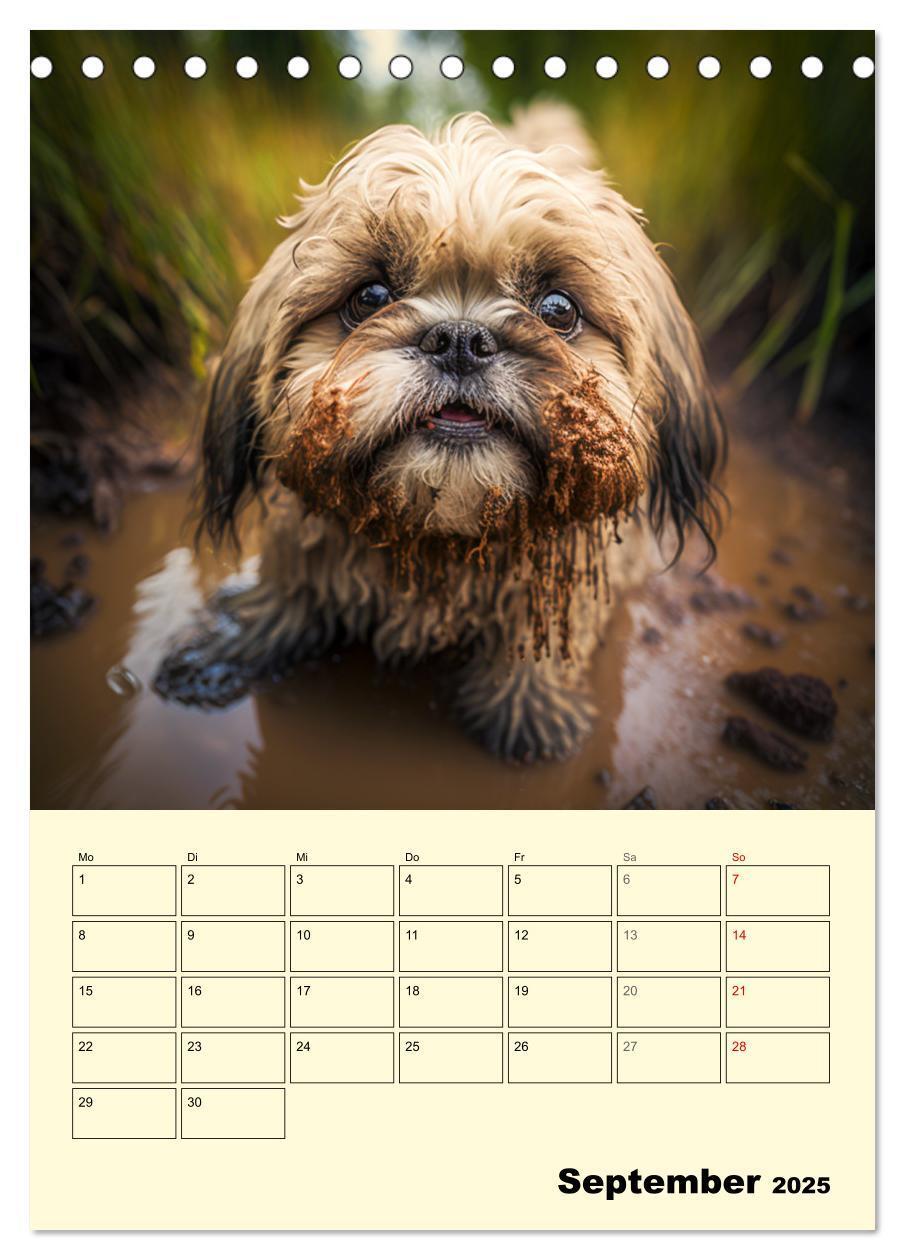 Bild: 9783435874514 | Shih Tzu Alarm. Glückliche Wuschelköpfe (Tischkalender 2025 DIN A5...