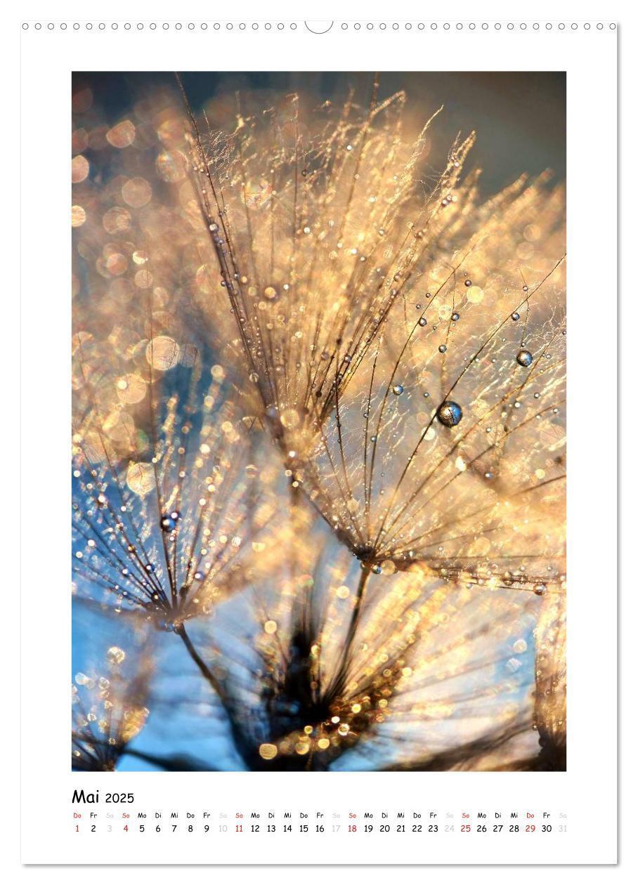 Bild: 9783457054253 | Die Pusteblume neu erleben (Wandkalender 2025 DIN A2 hoch),...