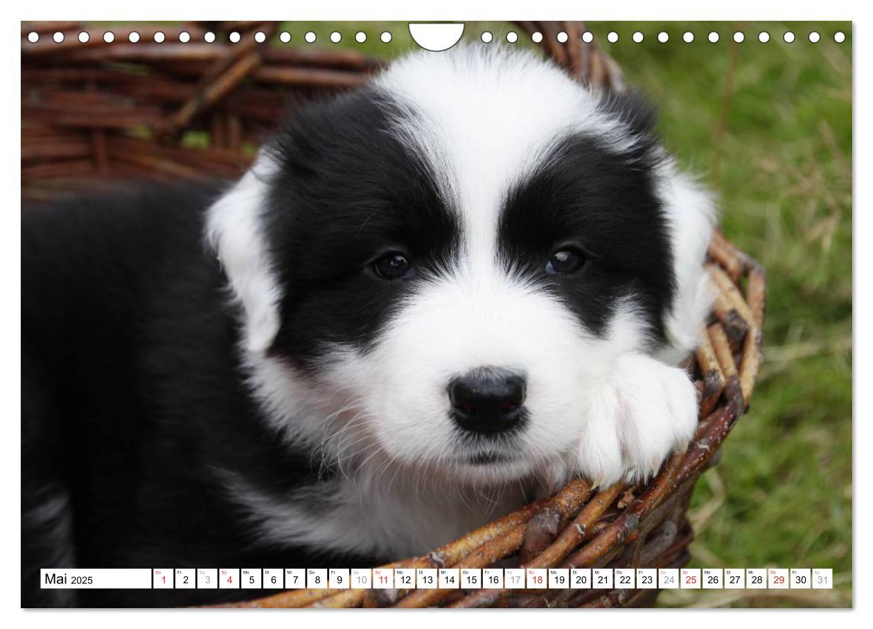 Bild: 9783435834037 | Border Collie Welpen (Wandkalender 2025 DIN A4 quer), CALVENDO...