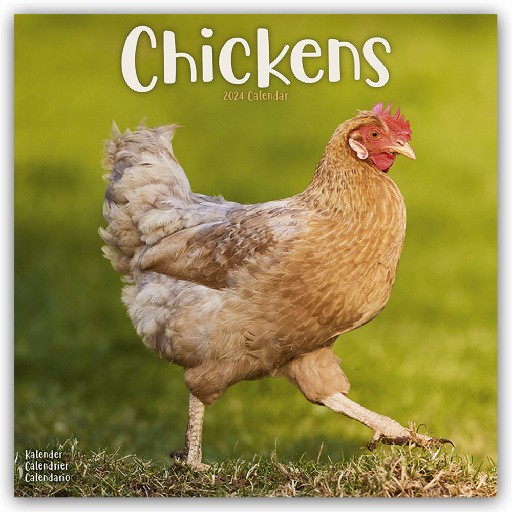 Cover: 9781804601334 | Chickens - Hühner 2024 - 16-Monatskalender | Avonside Publishing Ltd