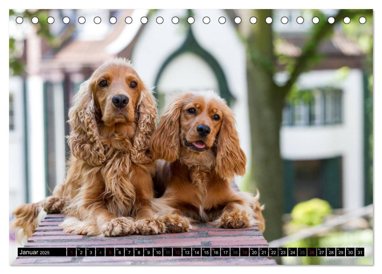 Bild: 9783435447312 | English Cocker Spaniel - Fröhliche Gesellen (Tischkalender 2025 DIN...