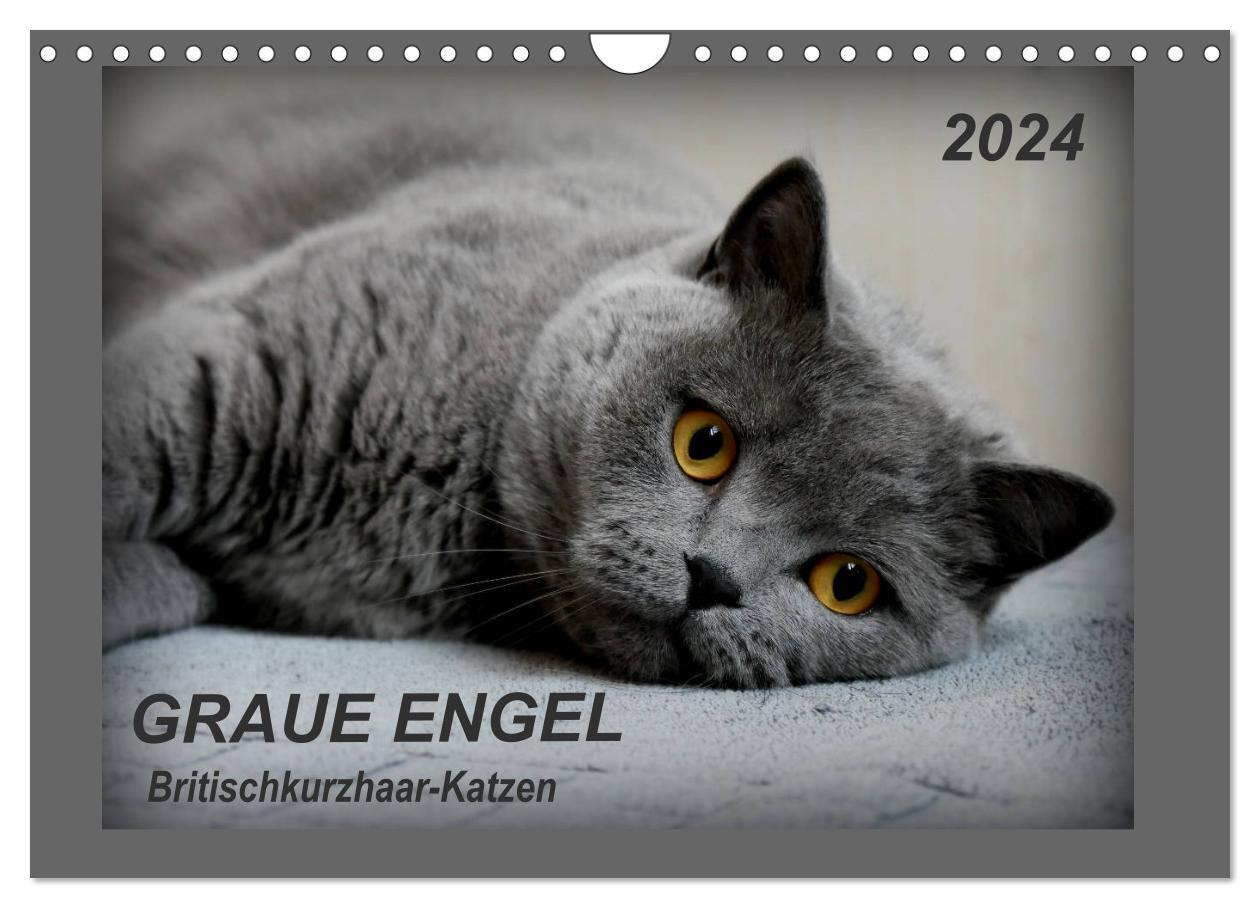 Cover: 9783383189906 | GRAUE ENGEL Britischkurzhaar-Katzen (Wandkalender 2024 DIN A4...