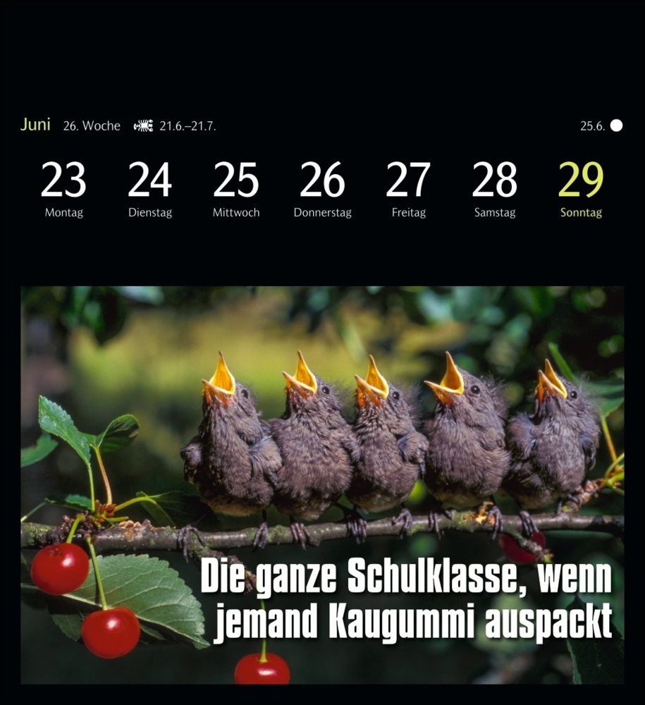 Bild: 9783840035012 | Animal Memes Postkartenkalender 2025 - 53 tierisch witzige Postkarten