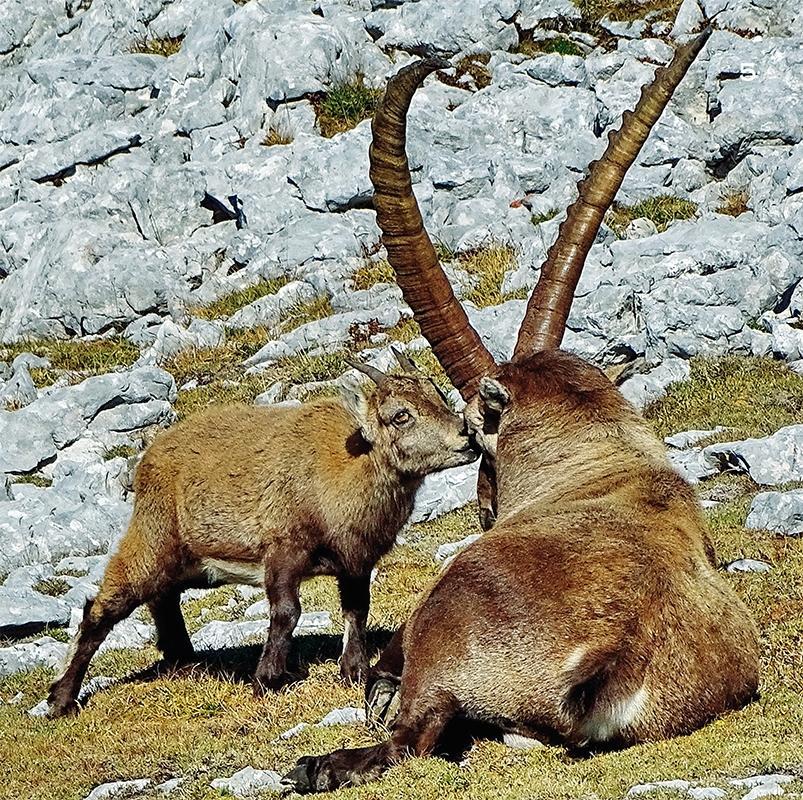 Bild: 9783945419038 | Wanderungen zu den Steinböcken | Oberbayern, Österreich, Südtirol