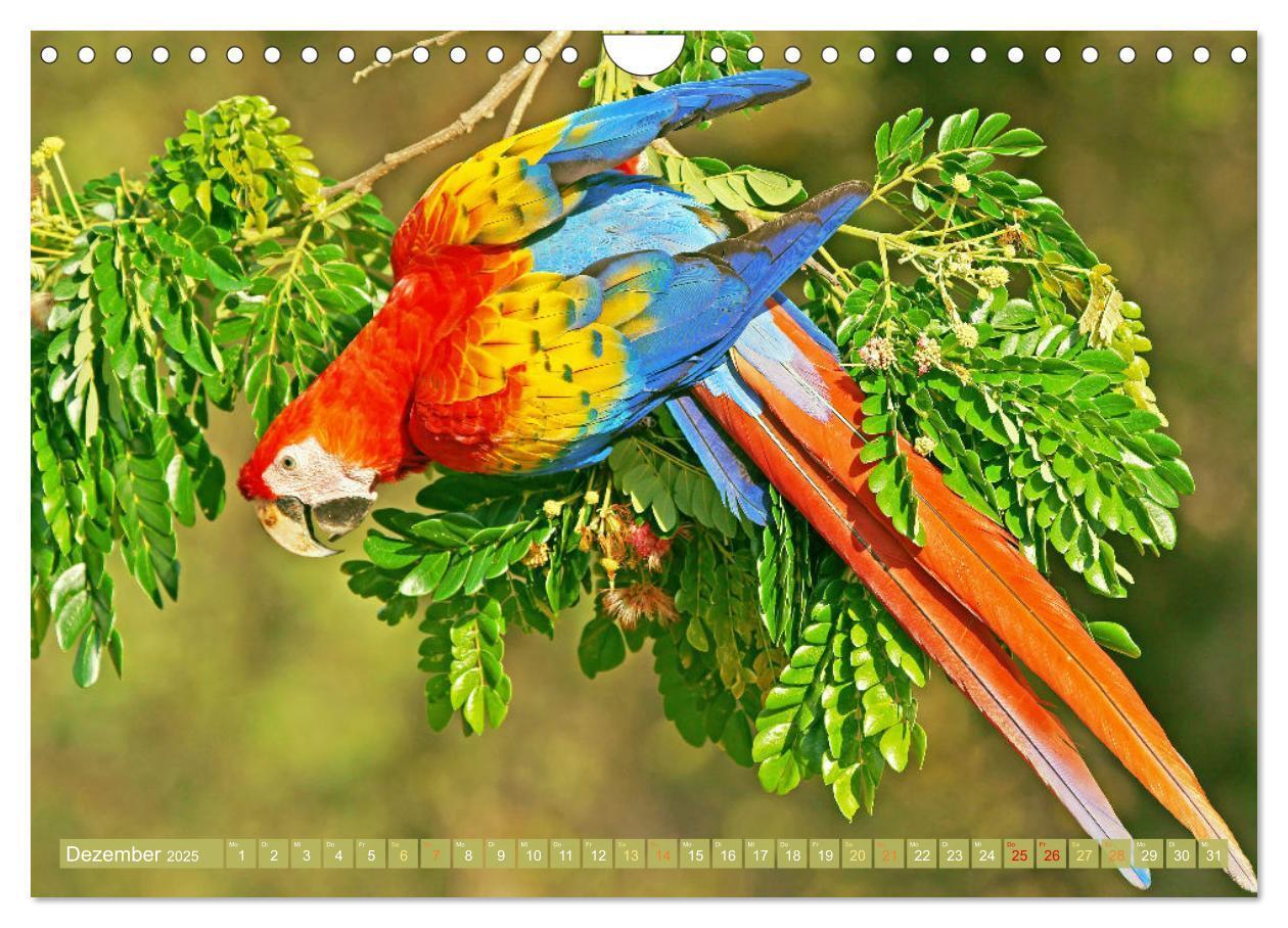 Bild: 9783383777967 | Papageien: Farbenpracht im Flug (Wandkalender 2025 DIN A4 quer),...