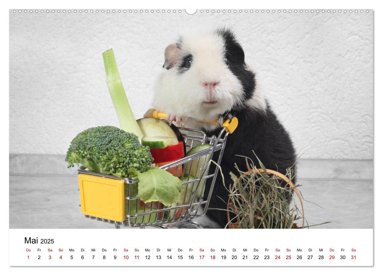 Bild: 9783435447978 | Unsere Meerschweinchen (Wandkalender 2025 DIN A2 quer), CALVENDO...