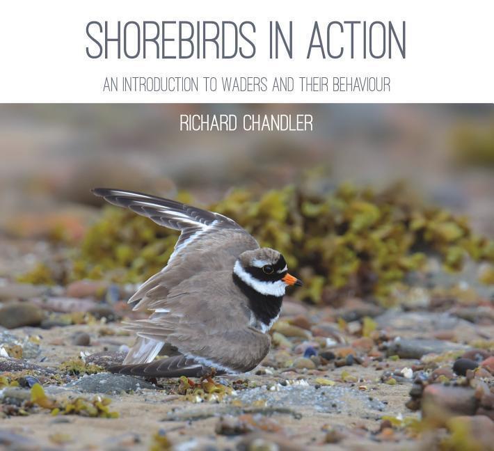 Cover: 9781849953559 | Shorebirds in Action | An Introduction to Waders and Their Behaviour