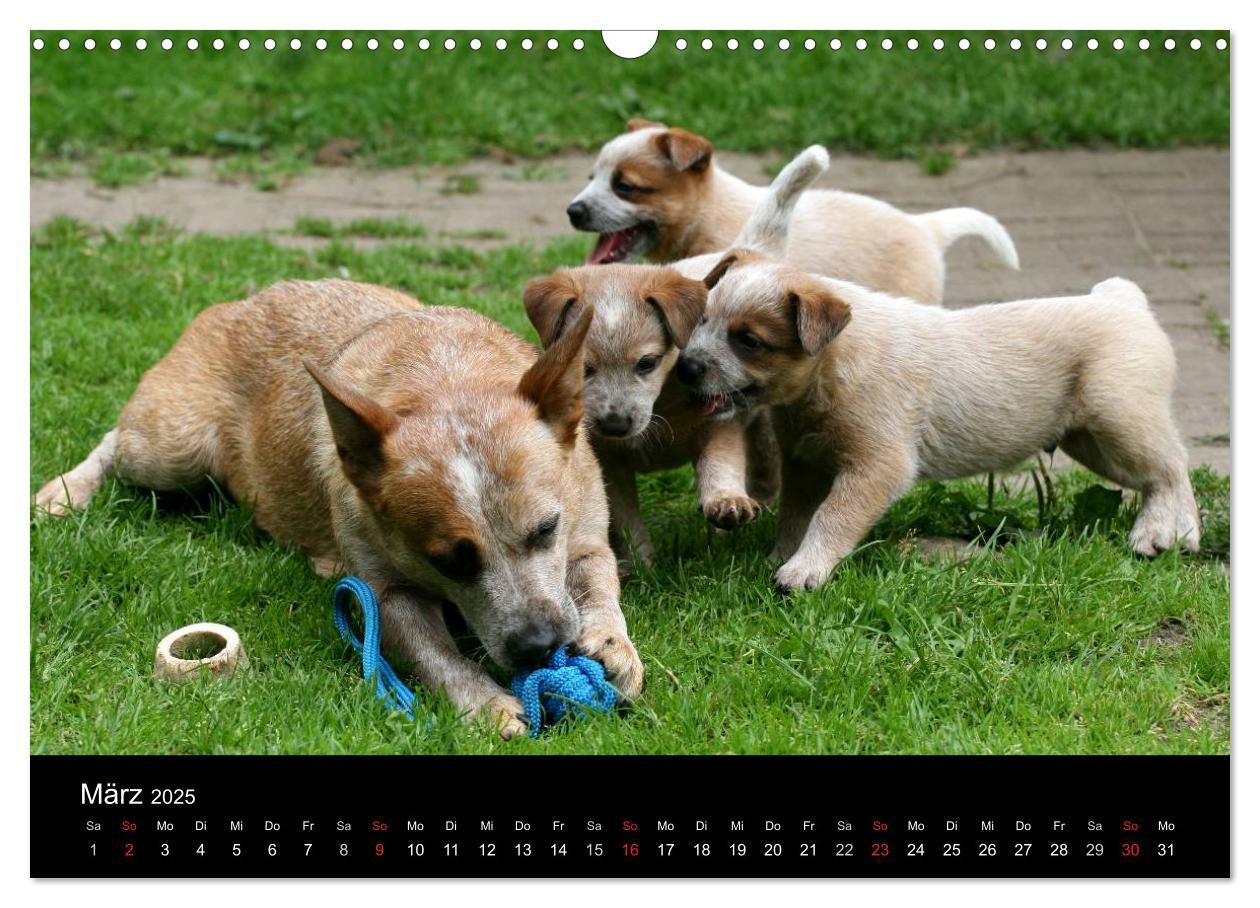 Bild: 9783435749539 | Australian Cattle Dog Welpen (Wandkalender 2025 DIN A3 quer),...