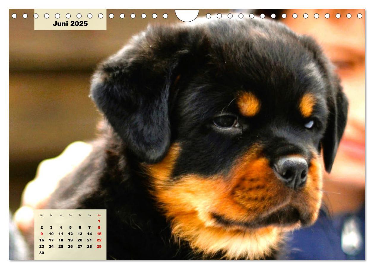 Bild: 9783383948480 | Mein Rottweiler. Nervenstarker Gebrauchs- und Begleithund...