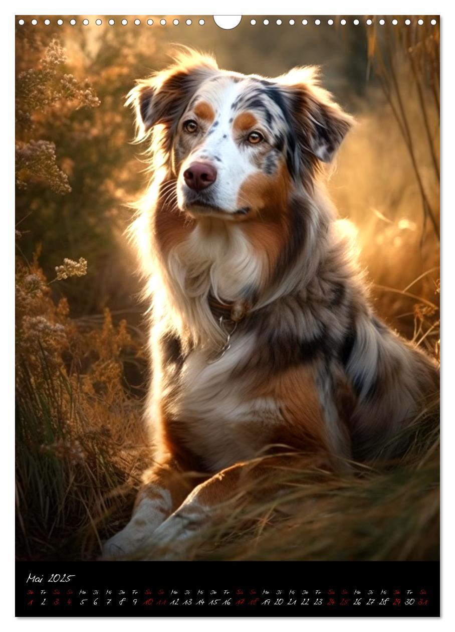 Bild: 9783435876648 | Australian Shepherd (Wandkalender 2025 DIN A3 hoch), CALVENDO...