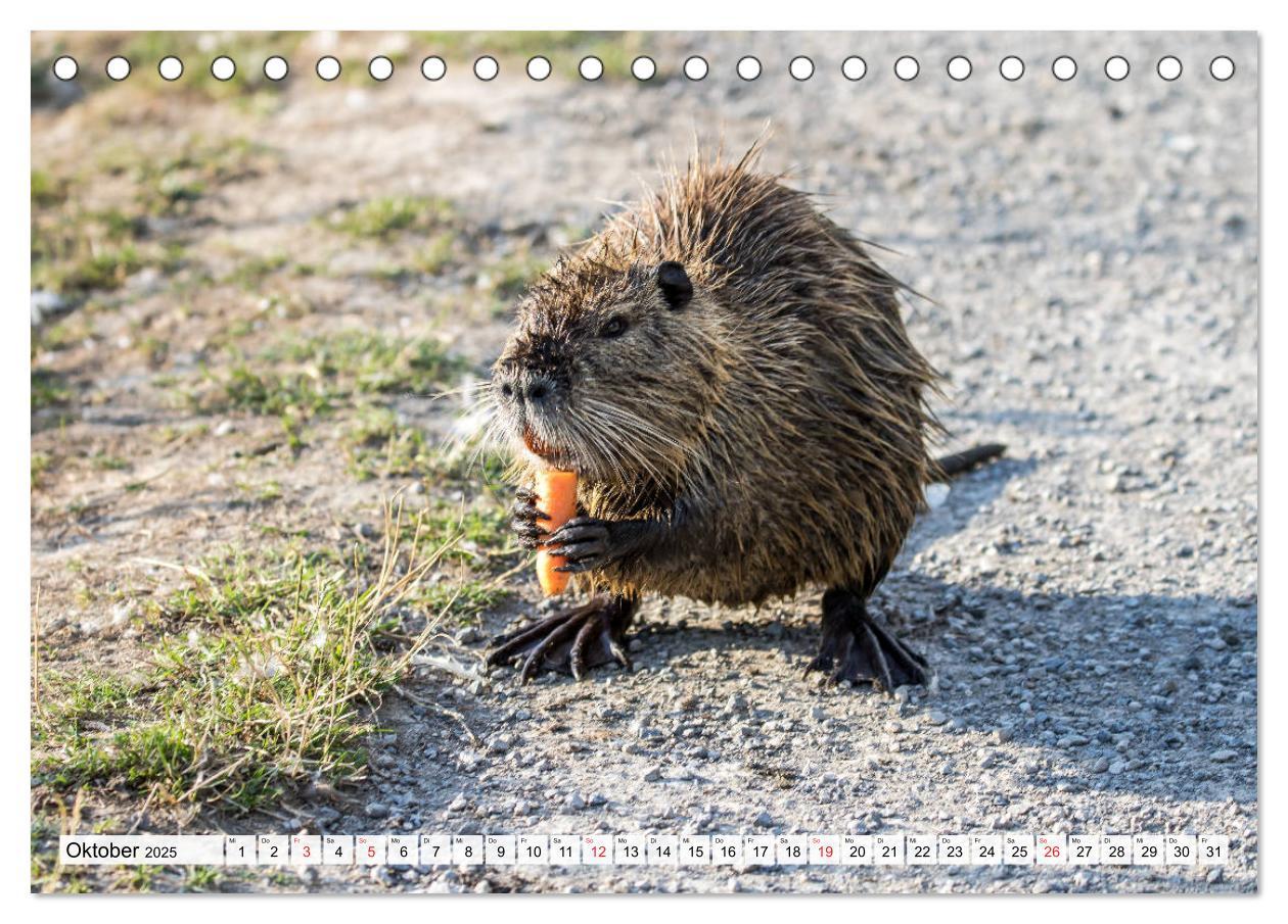 Bild: 9783435312436 | NUTRIA mit Nachwuchs (Tischkalender 2025 DIN A5 quer), CALVENDO...