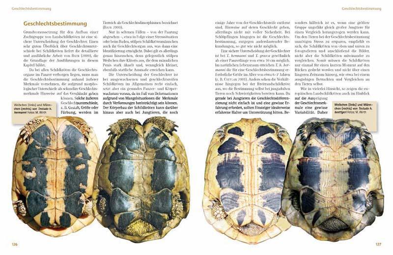 Bild: 9783866591806 | Das Schildkrötenjahr | Michael Wirth | Taschenbuch | 280 S. | Deutsch