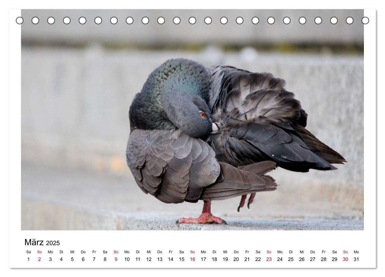 Bild: 9783435755486 | Geliebte Tauben (Tischkalender 2025 DIN A5 quer), CALVENDO...