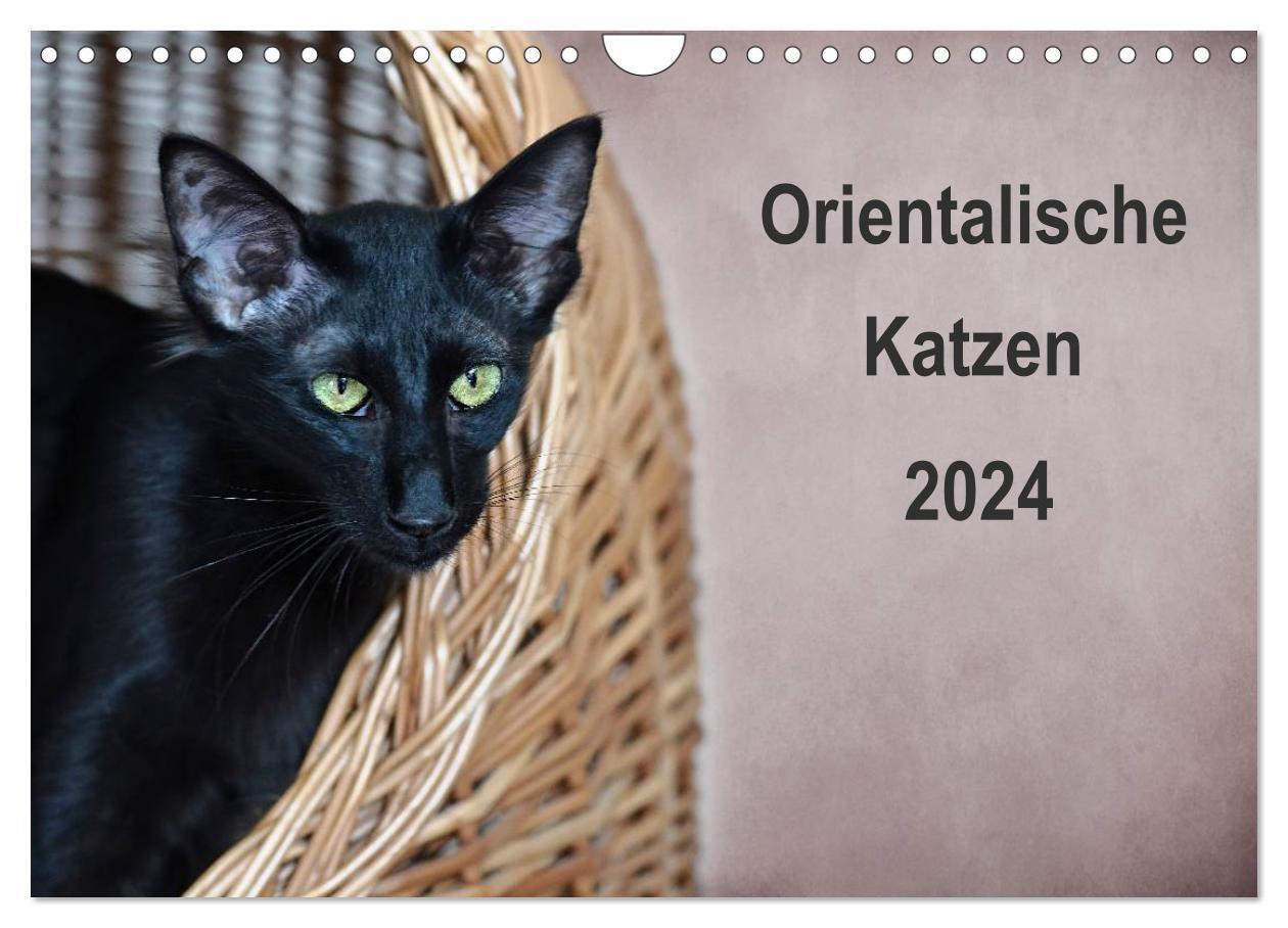 Cover: 9783383509674 | Orientalische Katzen (Wandkalender 2024 DIN A4 quer), CALVENDO...
