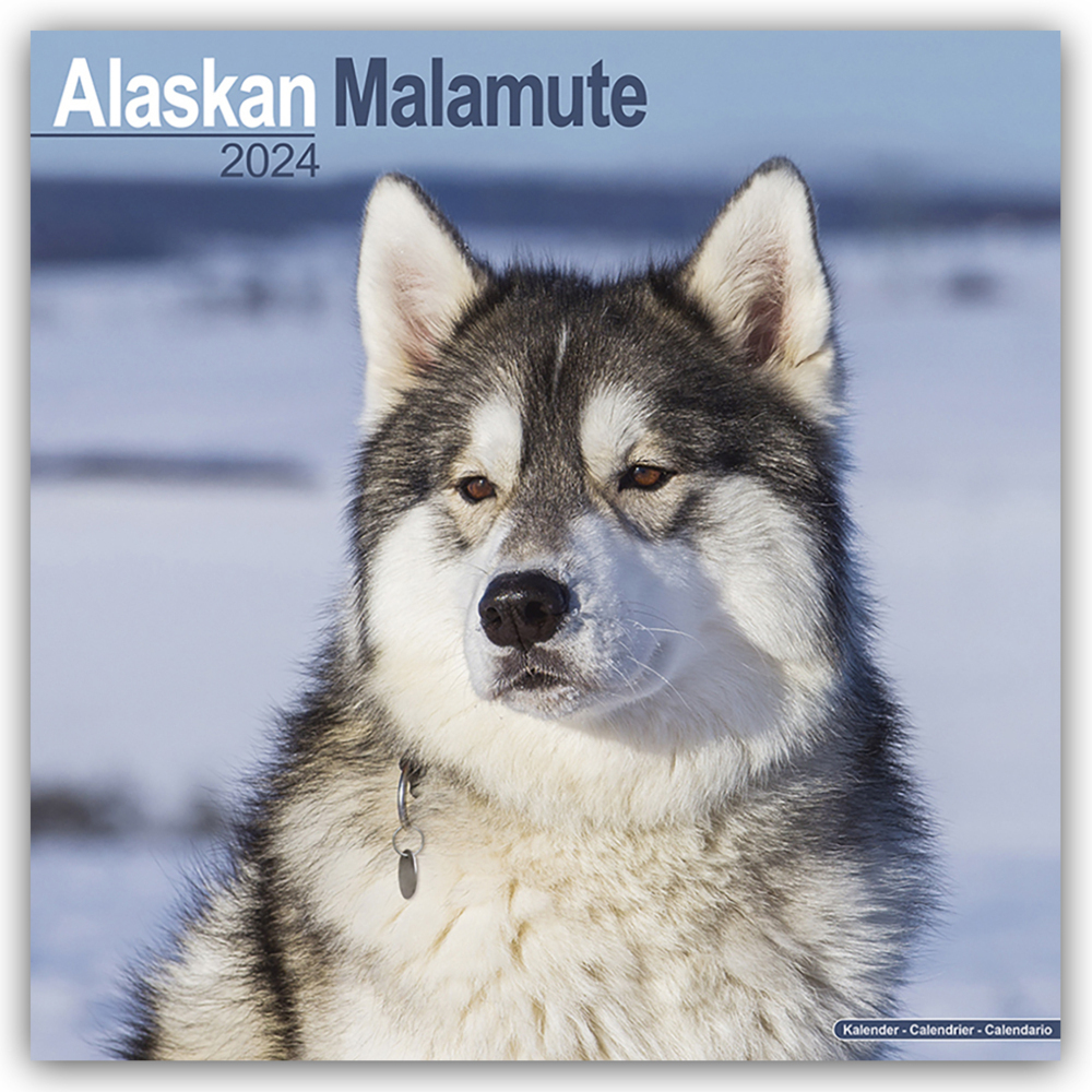Cover: 9781804600030 | Alaskan Malamute 2024 - 16-Monatskalender | Avonside Publishing Ltd