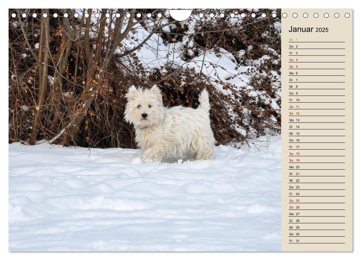 Bild: 9783383867705 | WEST HIGHLAND WHITE TERRIER - DER WESTIE - EIN HUND MIT CHARISMA...