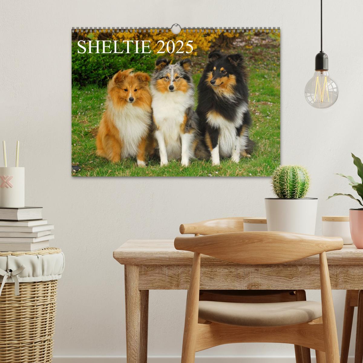 Bild: 9783435768226 | Sheltie 2025 (Wandkalender 2025 DIN A3 quer), CALVENDO Monatskalender