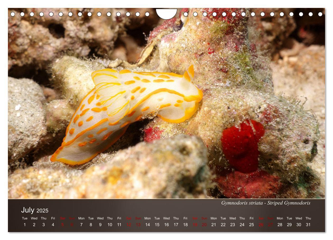 Bild: 9781325940516 | Nudibranchs on the ocean floor (Wall Calendar 2025 DIN A4...