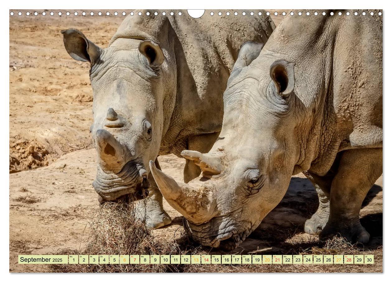 Bild: 9783435370788 | Bedrohte Tierart - Nashorn (Wandkalender 2025 DIN A3 quer),...