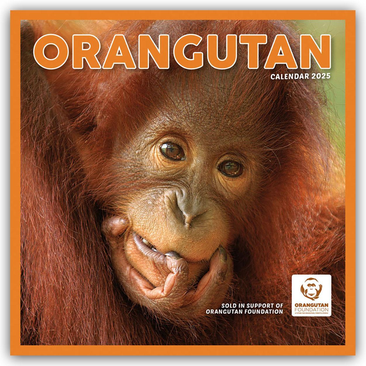 Cover: 9781529845358 | Orangutan - Orang-Utan 2025 - Wand-Kalender | Carousel Calendar | 2025