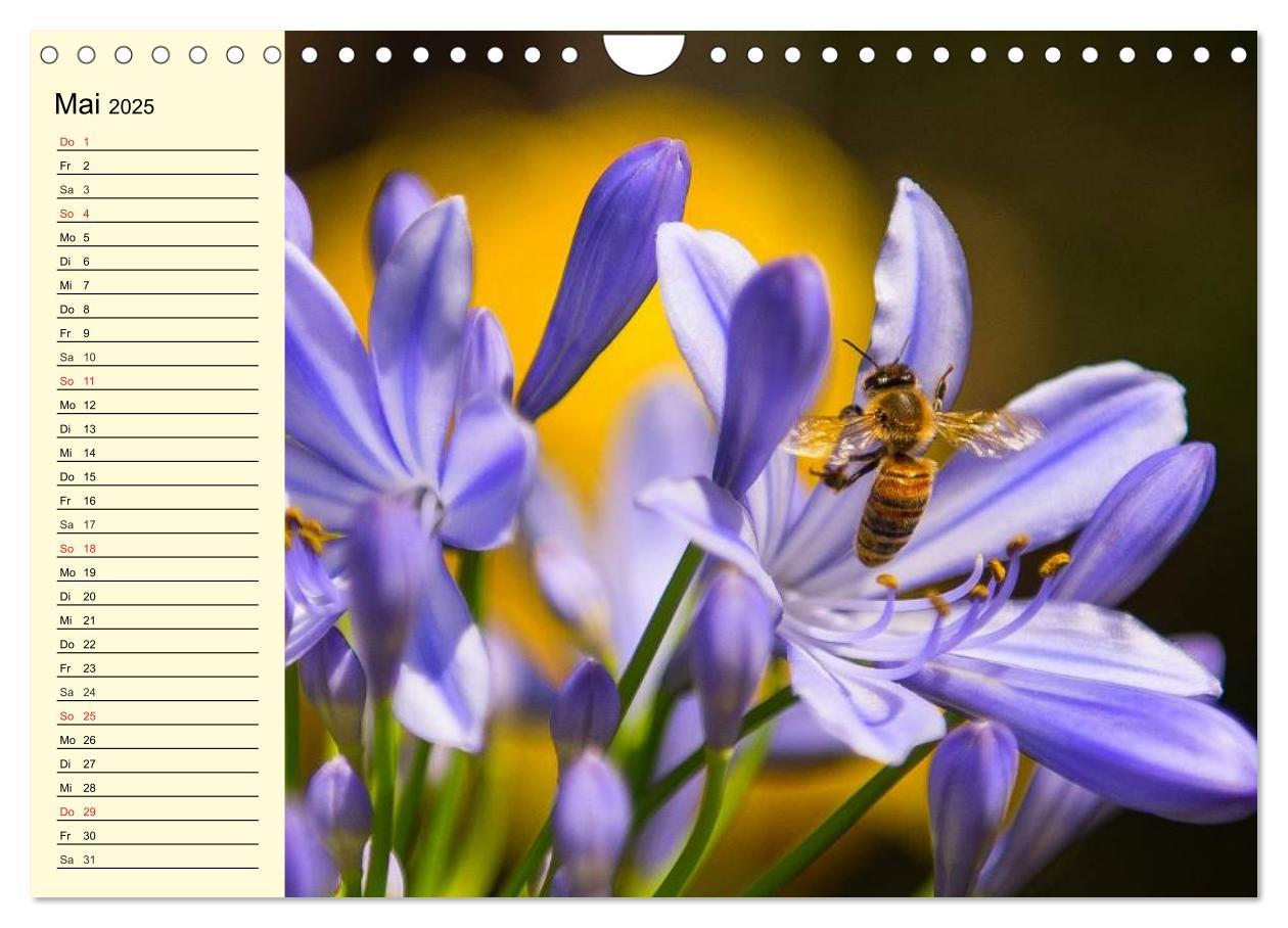 Bild: 9783435514359 | Fleißige Bienen. Von der Blüte bis zum Honig (Wandkalender 2025 DIN...