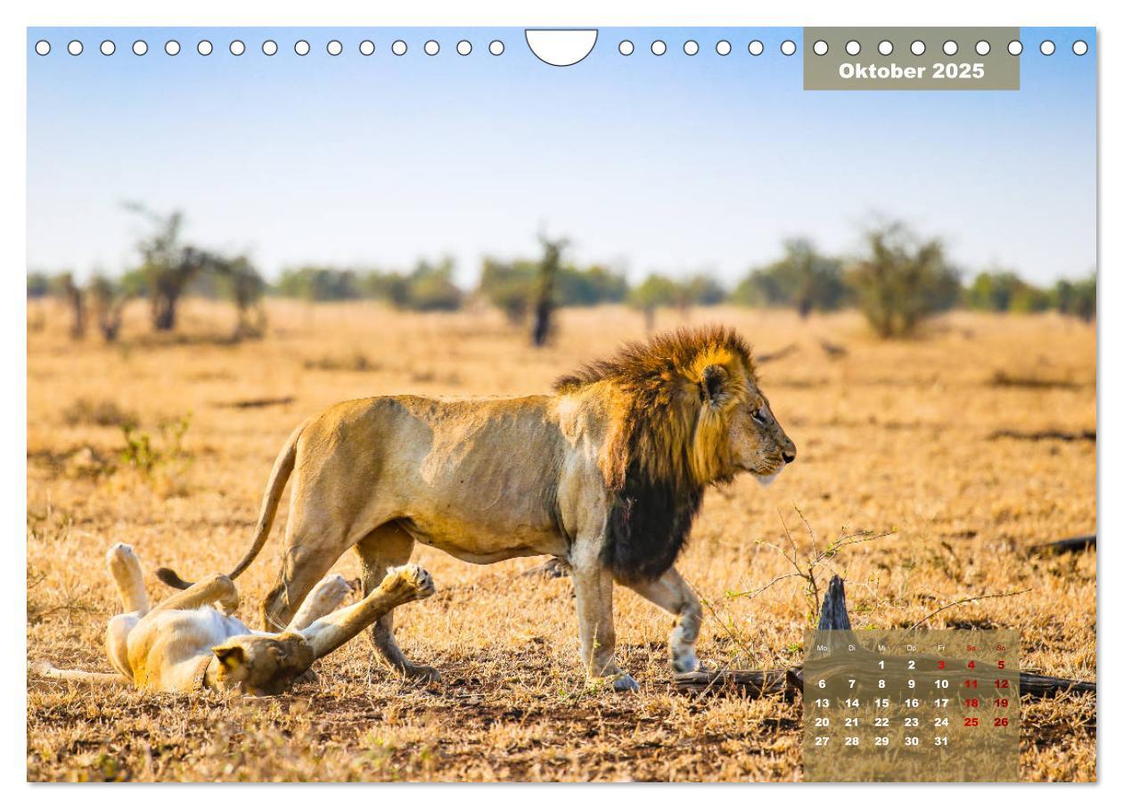 Bild: 9783435176182 | Faszinierende Tierwelt des Kruger National Parks (Wandkalender 2025...