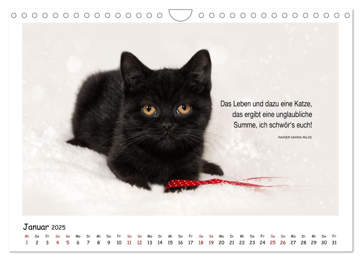 Bild: 9783435086696 | Kätzchen-Kalender mit Sprüchen (Wandkalender 2025 DIN A4 quer),...