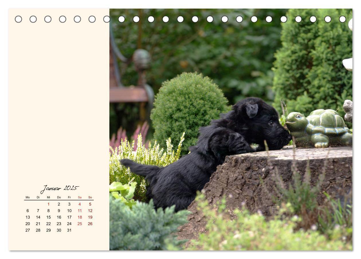 Bild: 9783435339372 | Scottish Terrier - Charmantes Rauhbein (Tischkalender 2025 DIN A5...