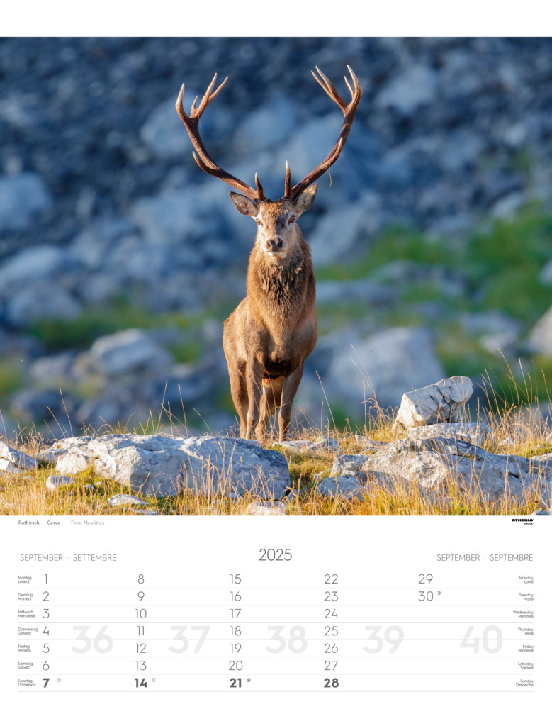 Bild: 9788868397449 | Tiere der Alpen - Kalender 2025 | Animali delle Alpi - Alpine animals