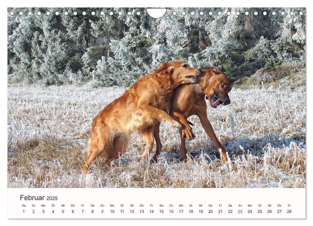 Bild: 9783435482894 | Rhodesian Ridgeback Schönheit aus Afrika (Wandkalender 2025 DIN A4...