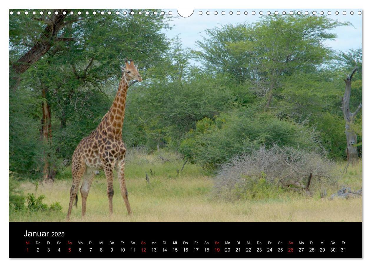 Bild: 9783435768967 | Krüger Nationalpark - Kalender 2025 (Wandkalender 2025 DIN A3...