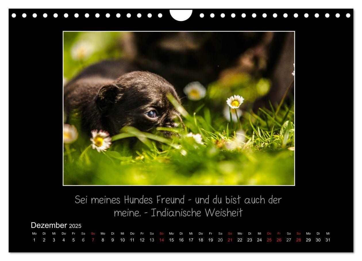 Bild: 9783435713837 | Möpse 2025 (Wandkalender 2025 DIN A4 quer), CALVENDO Monatskalender