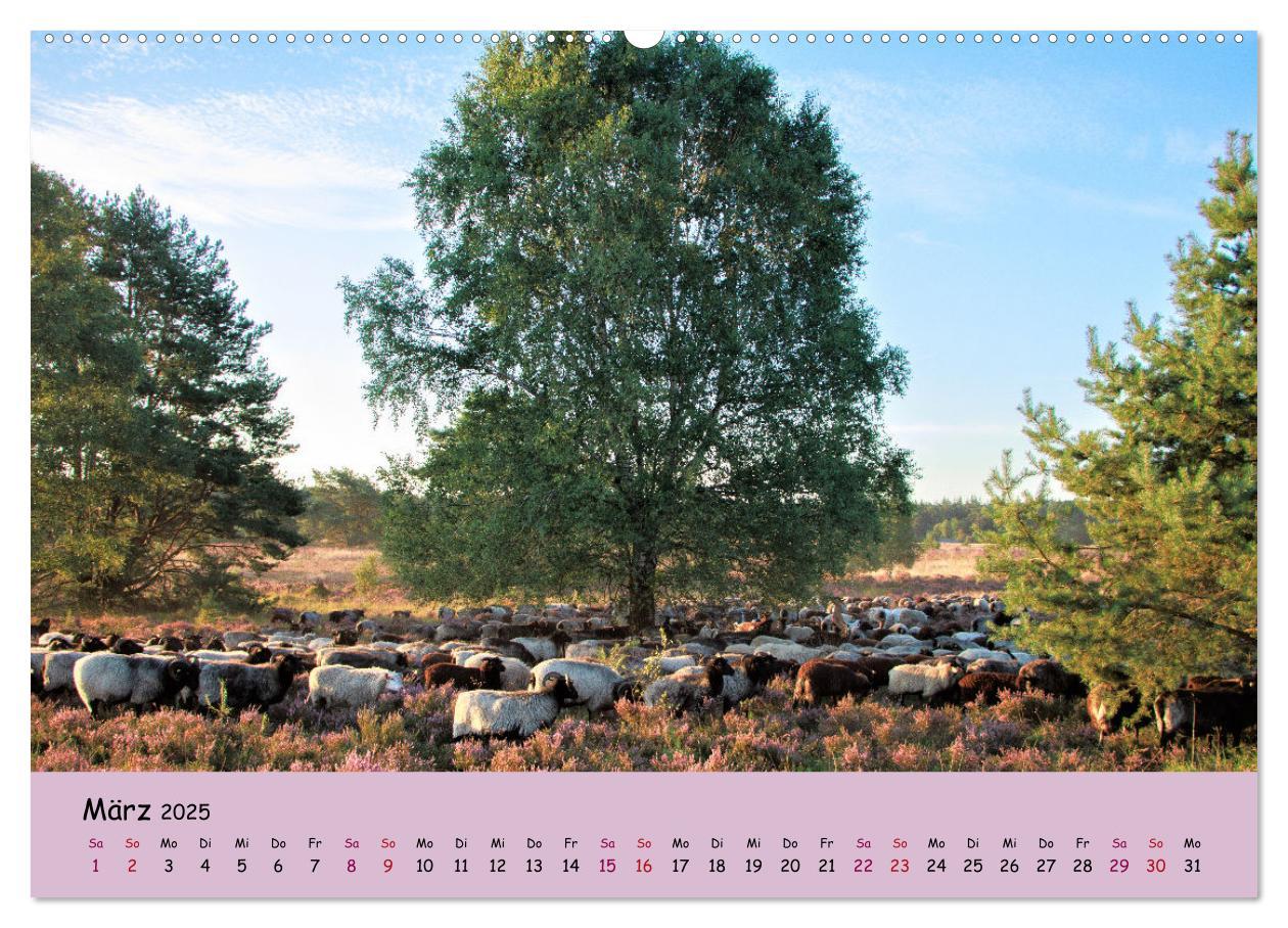 Bild: 9783435024810 | Lüneburger Heide Wege (hochwertiger Premium Wandkalender 2025 DIN...