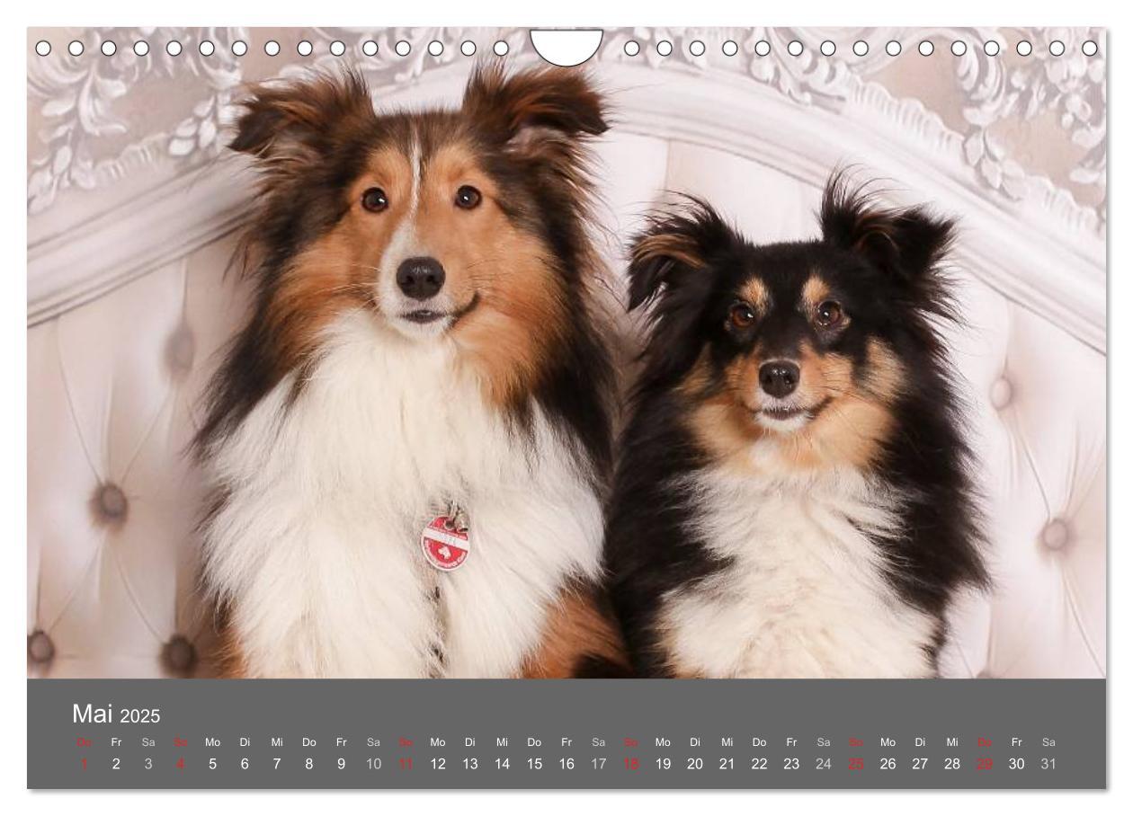 Bild: 9783435732166 | Shelties : Charmeure auf 4 Pfoten (Wandkalender 2025 DIN A4 quer),...