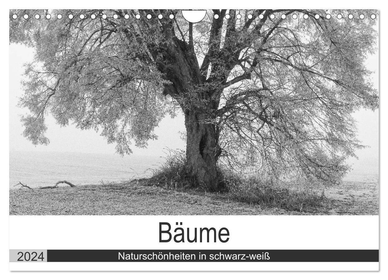 Cover: 9783675766150 | Bäume - Naturschönheiten in schwarz-weiß (Wandkalender 2024 DIN A4...
