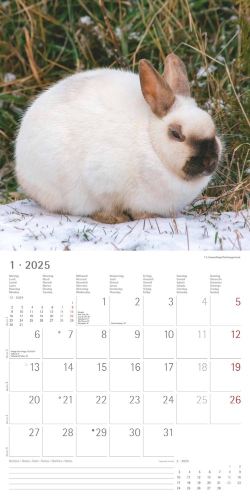 Bild: 4251732340766 | Alpha Edition - Kaninchen 2025 Broschürenkalender, 30x30cm,...