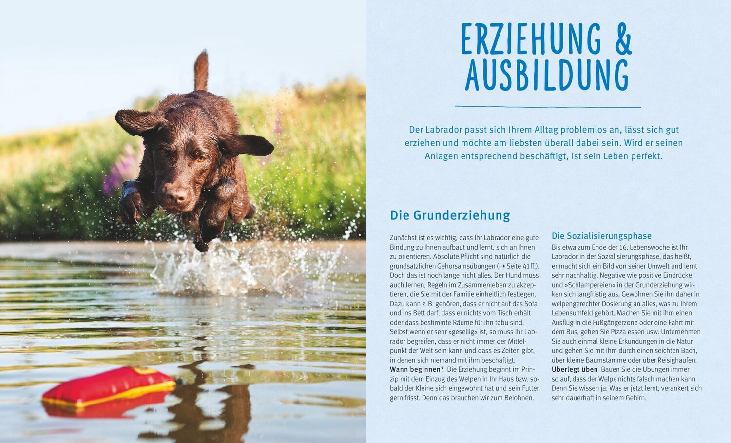 Bild: 9783833852190 | Labrador Retriever | Sportskanone mit Familiensinn | Schlegl-Kofler