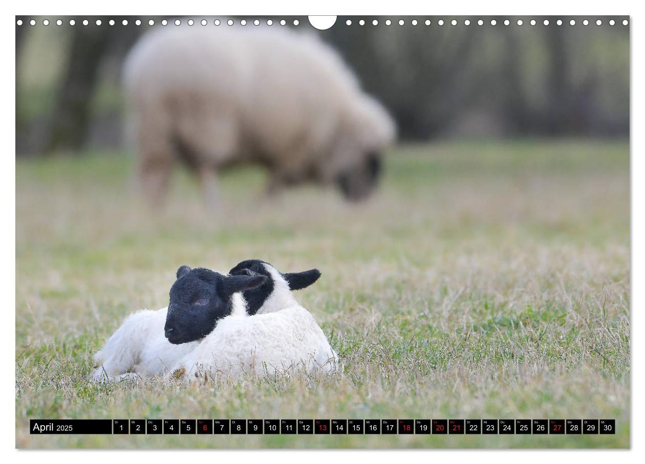 Bild: 9783435121595 | Rhönschafe - Symphatieträger des Biosphärenreservats Rhön...