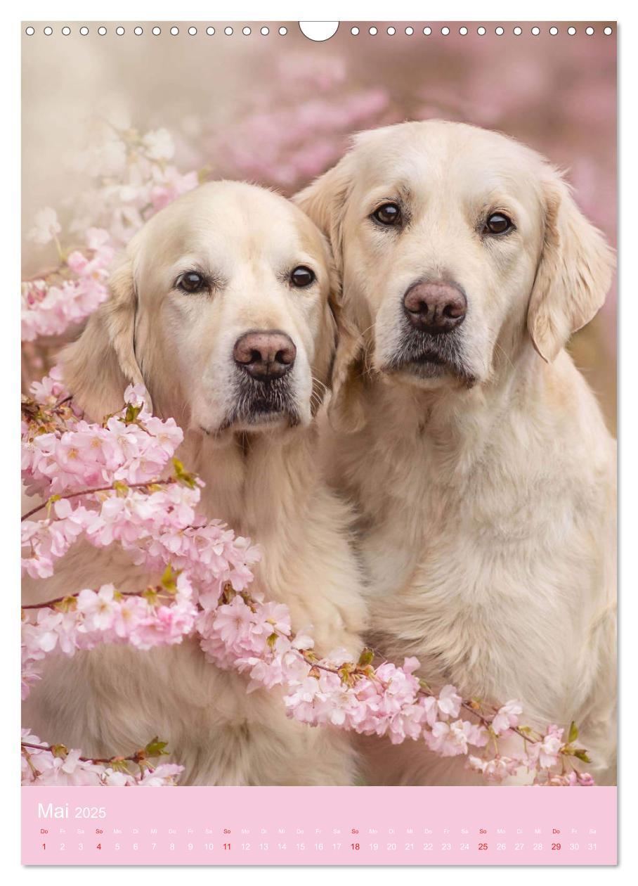 Bild: 9783435947713 | Grace und Cuba - Zwei liebenswerte Golden Retriever (Wandkalender...